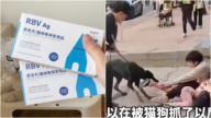 死亡率超95% 中國狂犬病死亡數創新高