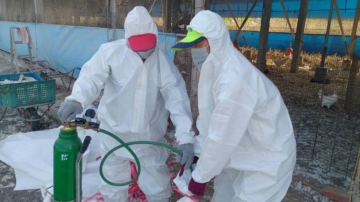 台中豐原養雞場爆H5N1禽流感 撲殺5千隻雞