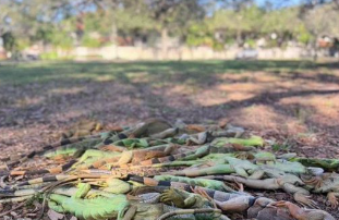 佛州罕見寒流 大量鬣蜥凍昏從樹上墜落成奇觀