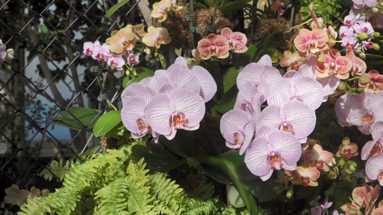 紐約植物園蘭花展登場 冬季中體驗城市花海