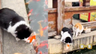 两只小猫把景观池当“自助餐厅” 捕鱼视频爆火（视频）