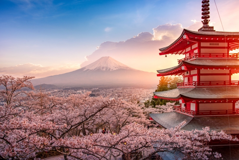 遊客太多居民受不了 日本網紅小鎮取消櫻花節