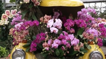 寒冬中的春意 芝加哥植物園蘭花展開放