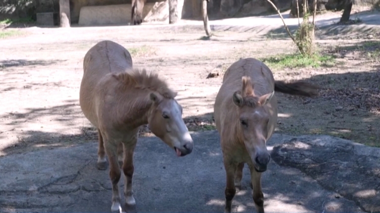 從滅絕到重返草原 台北動物園野馬帶你迎新年