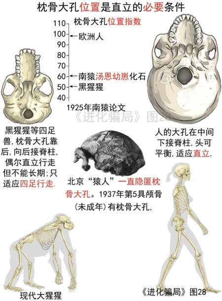 進化騙局(8) 九問「北京猿人」(上)