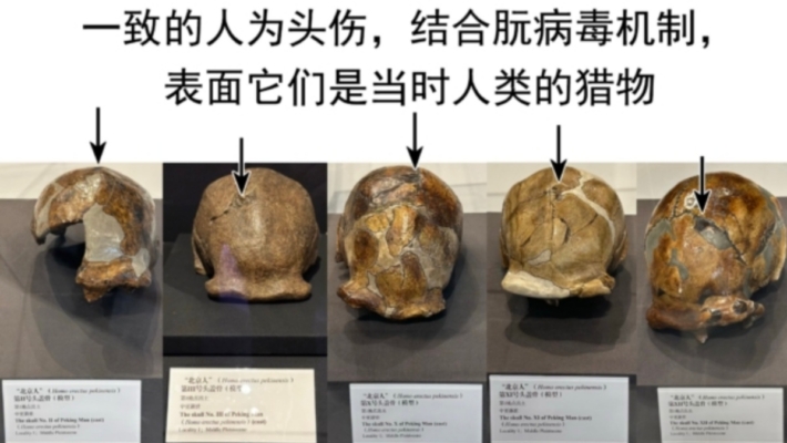 進化騙局(8) 九問「北京猿人」(上)