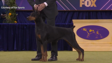 全球最盛大犬展落幕 杜賓犬奪魁 享鷄肉大餐