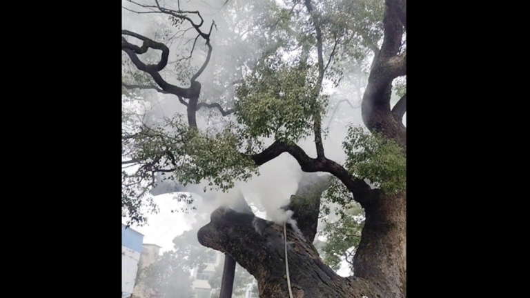 湖南上千年古樹離奇起火 連燒10小時不滅（視頻）