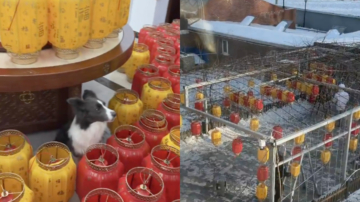 過年了！小狗偷偷網購100個燈籠 主人驚呆（視頻）