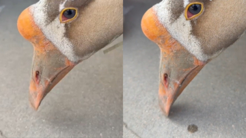 一隻待宰大鵝流下眼淚 網友集體喊話求放過（視頻）