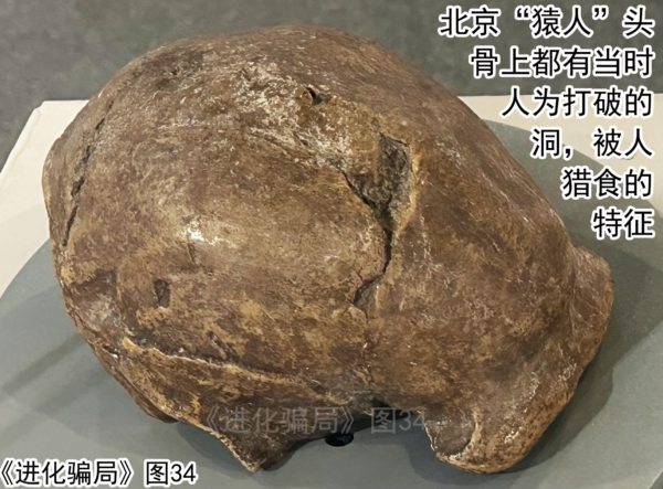 進化騙局(9) 九問「北京猿人」(下)