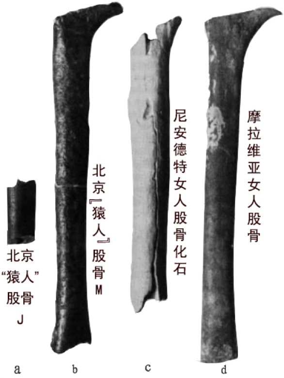 進化騙局(9) 九問「北京猿人」(下)
