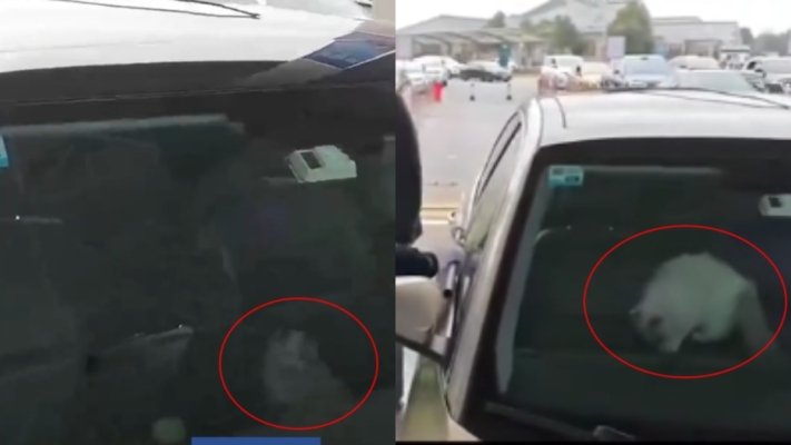 好尷尬！中國男駕車返鄉途中被貓鎖在車外