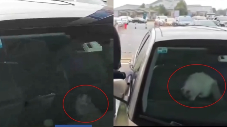 好尷尬！中國男駕車返鄉途中被貓鎖在車外