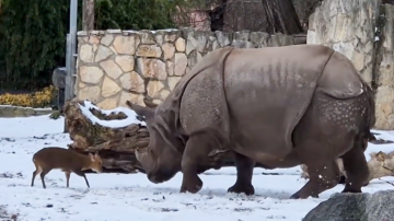 小鹿迎戰1.7噸犀牛 動物園裡的「大衛對戰哥利亞」