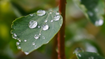 雨水節氣養生 家家必備的生薑有妙用