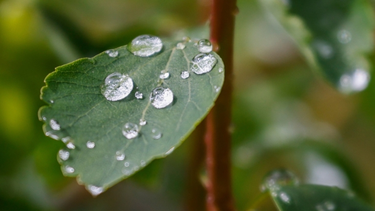 雨水節氣養生 家家必備的生薑有妙用