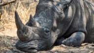佛州动物园专家 跨洲拯救犀牛眼睛