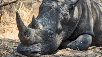 佛州動物園專家 跨洲拯救犀牛眼睛
