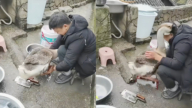 贵州村民杀鸡做年菜 大鹅救同伴 不让主人磨刀（视频）