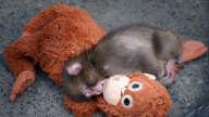 溫馨又心碎！日本動物園小猴與它的毛絨玩具走紅