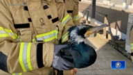 【輕鬆一刻】 國鳥受傷困冰河 紐約警察勇敢抱猛禽