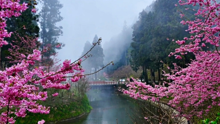 台灣中部粉色花海綻放 三大賞櫻景點人潮湧現