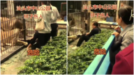 汕头动物园带游客喂狮 小女孩被狮爪抓住(视频)