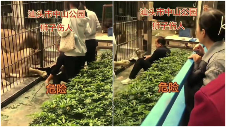 汕頭動物園帶遊客餵獅 小女孩被獅爪抓住（視頻）