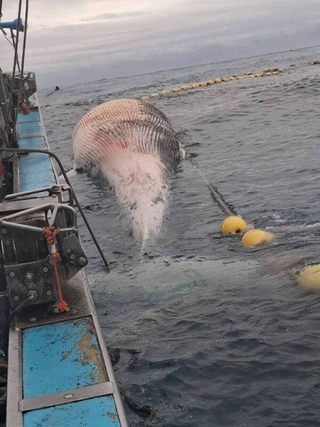 花蓮定置漁場驚見鬚鯨死亡個體 海保署釐清死因