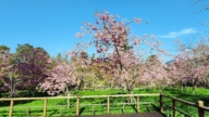 阿里山櫻花盛開 上山享受春日盛景