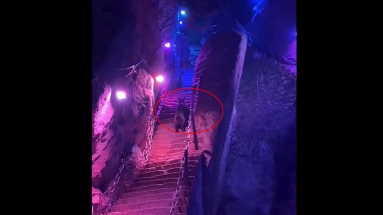 陝西遊客夜爬華山 驚見「四不像」（視頻）