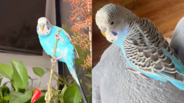 鸚鵡背《蘭亭集序》走紅 女主人透露祕訣（視頻）