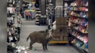 野猪闯入柏林购物中心闲逛 警方封锁现场驱赶