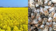 中国油菜花田深夜喷药 大量蜜蜂死亡