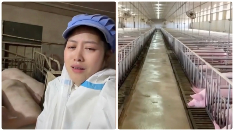 中國養豬集團賣崩豬價 創下七年來新低
