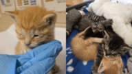 惊险：一声猫叫救了五条命 大难不死成网红