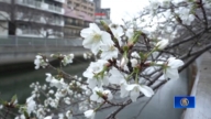 【短訊】花期早了五天 日本櫻花季提前到來