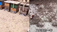 中共無人機噴藥惡果 蜜蜂死亡或攻擊居民區（視頻）