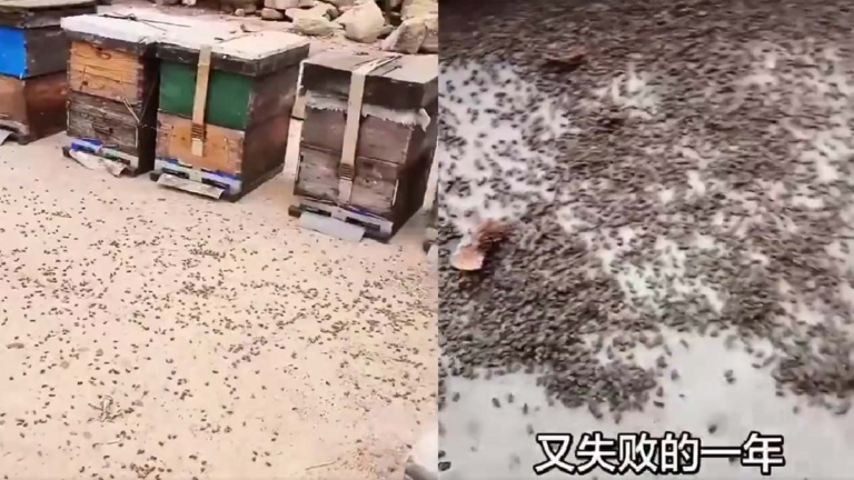 中共無人機噴藥惡果 蜜蜂死亡或攻擊居民區（視頻）