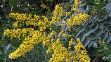 小心！別把愛車停在這種樹下 小蟲能啃出洞！