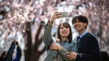 北半球次第迎來春天 日本、英國櫻花綻放