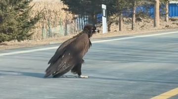 吉林巨型大雕過馬路 引熱議：來找楊過了（視頻）