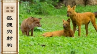 【故事薈萃|民間故事】寓言故事：狐狸與豺狗