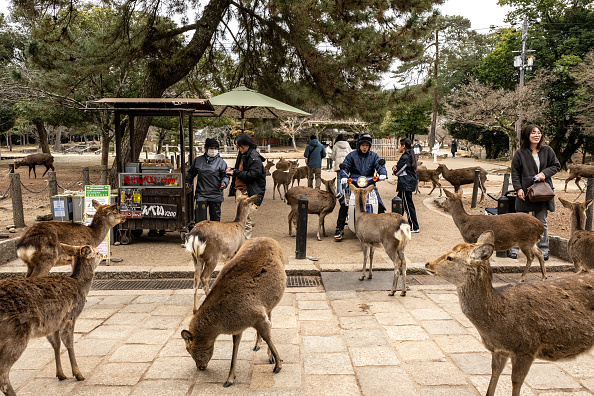 疑密集加排擠 日本奈良公園鹿翻山遷徙到大阪