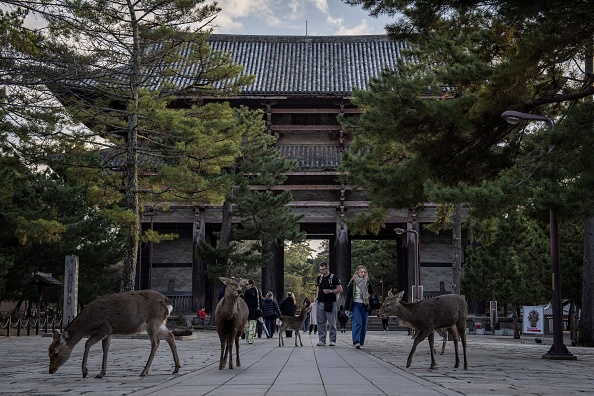 疑密集加排擠 日本奈良公園鹿翻山遷徙到大阪