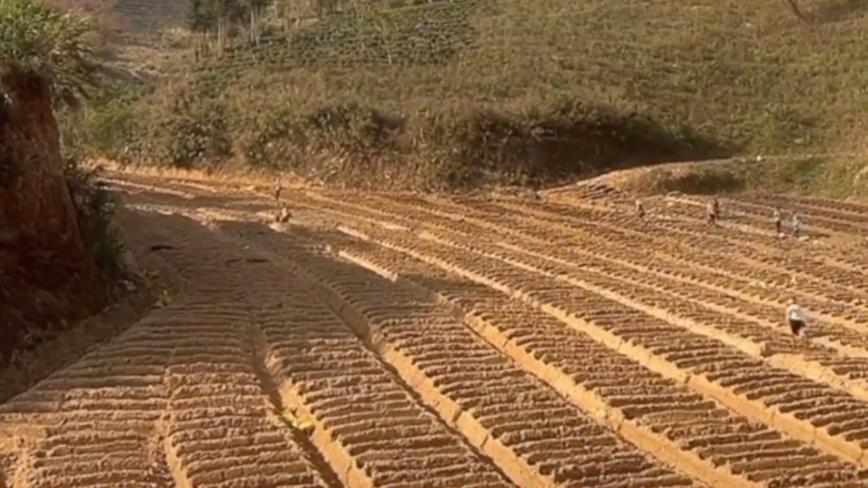 化肥漲價 中國農民被坑騙黑幕曝光