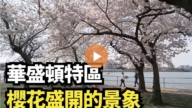 【直播】华盛顿特区樱花盛开的景象