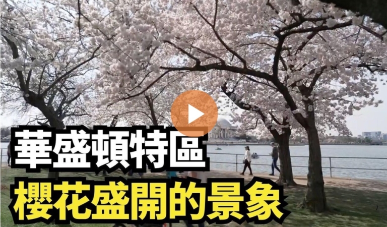 【直播】華盛頓特區櫻花盛開的景象