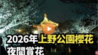 【直播】2026年上野公園櫻花夜間賞花